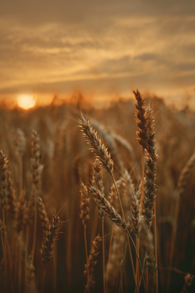 Rye Sourdough Bread Benefits - Shakan Ranch