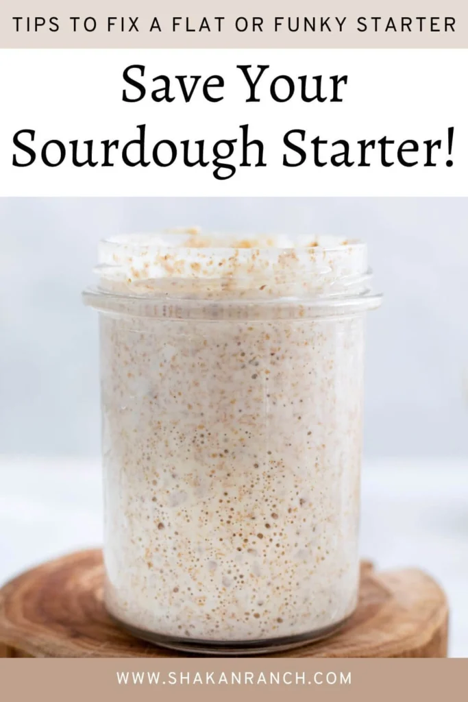 Sourdough starter in a jar pin. 