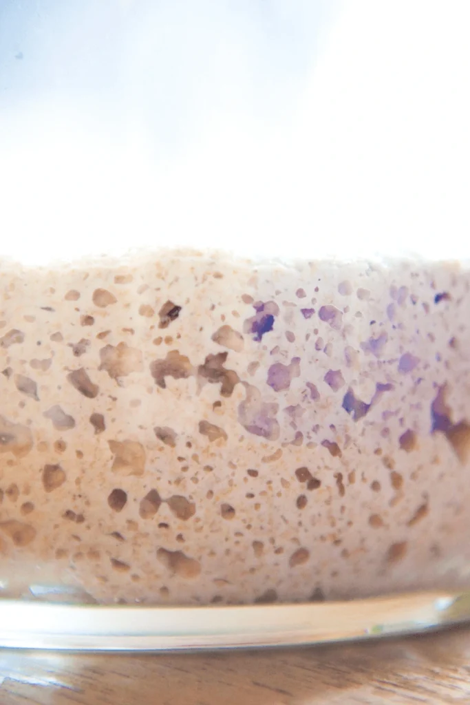 Rye sourdough starter in a jar with bubbles. 