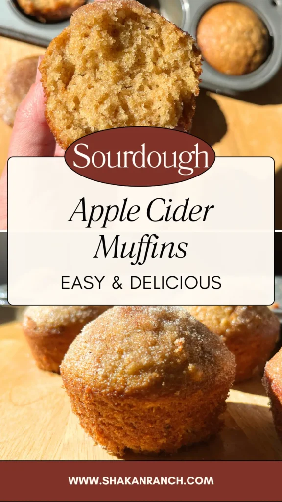 Sourdough Apple Cider Muffins. 